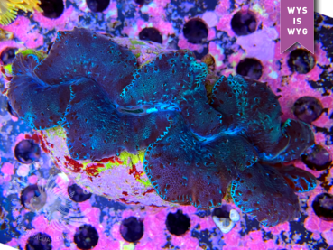Tridacna maxima - Riesenmuschel
